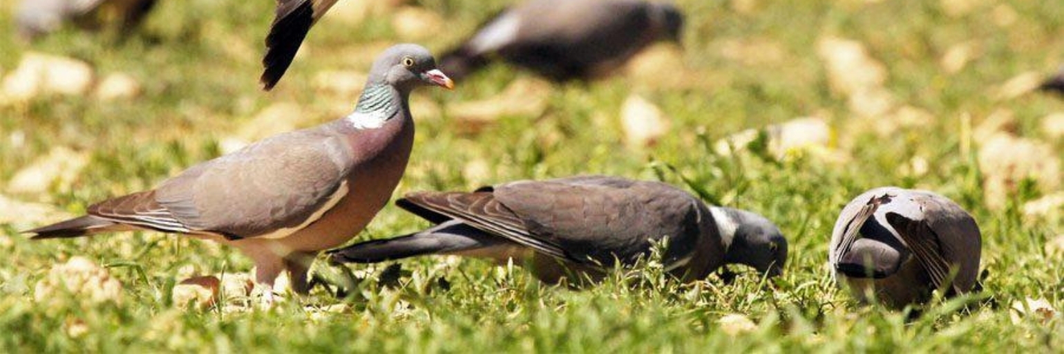 Everything you need to know about its uniqueness