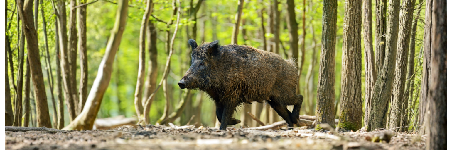 Φυσίγγια για Αγριογούρουνο: Οδηγός Επιλογής NSI Buffered Buckshot