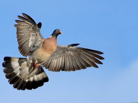 Φάσσα: Όσα πρέπει να γνωρίζεις για την μοναδικότητα της