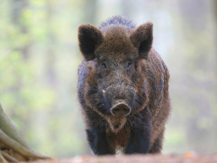 Φυσίγγια για Αγριογούρουνο: Οδηγός Επιλογής NSI Buffered Buckshot