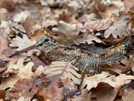 Have you seen the Ballistic Tests of 10 Specialized Hunting Cartridges for Hunting Woodcock?